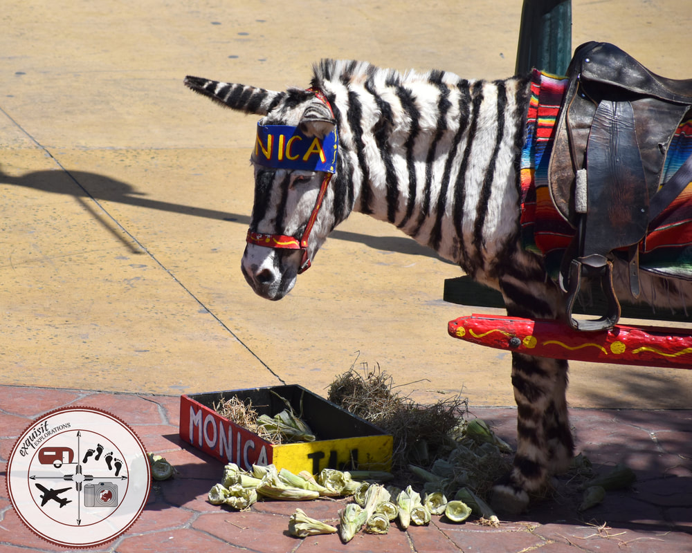 Donkey painted like a zebra in Tijuana. They do it for the tourists, but I hate it. Poor things... 