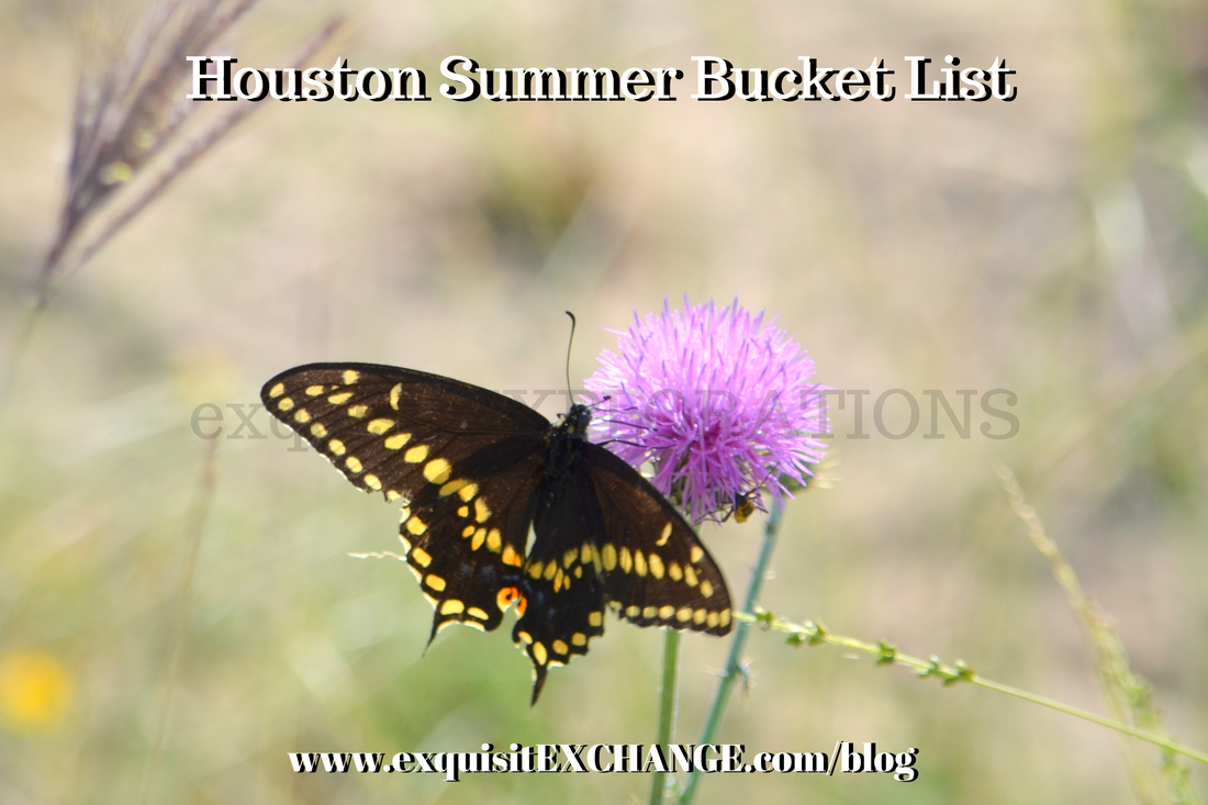 Summer Bucket List: Houston by exquisitEXPLORATIONS, things to do this summer in Houston; see butterflies and insects at Cockrell Butterfly CenterPicture