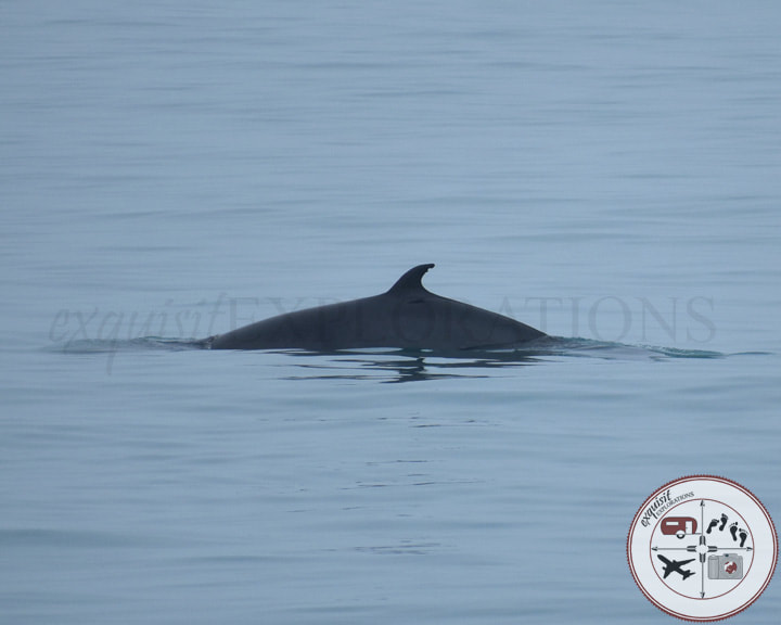 Minke Whale in the North Atlantic, Iceland; Photos to Fuel Your Wanderlust