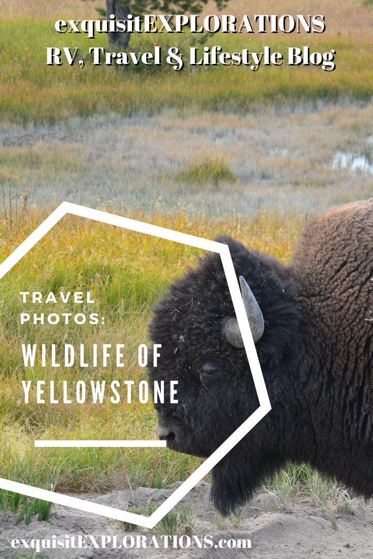Wildlife of Yellowstone: Travel Photos by exquisitEXPLORATIONS, Yellowstone National Park